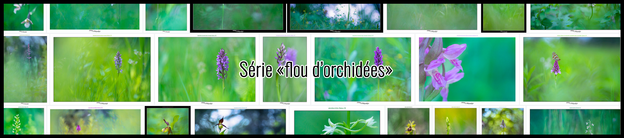 Série photos d'orchidées par Yann Dubois - MusashiChan